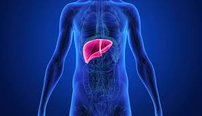 the role of the liver